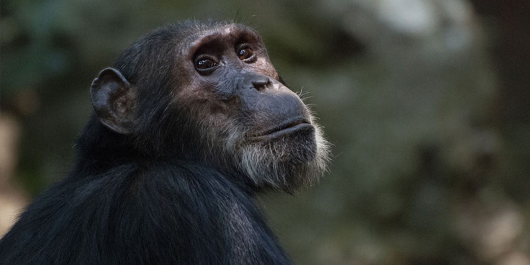 Chimpanzee with grey hairs around its chin looking off into the distance